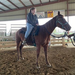 ISO‼️ horse tack